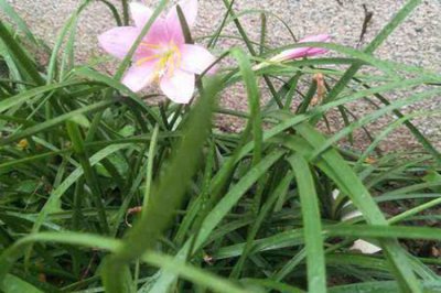 ​韭兰和水仙花的区别