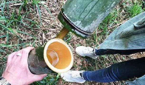 “竹筒酒”是怎么装到竹子里的很多人没搞清楚，难怪买到了假酒