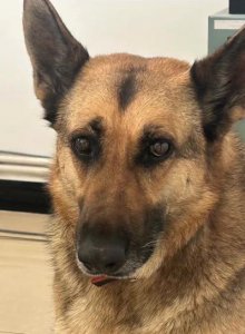 ​一则寻狗启事称“警犬被偷”，派出所回应：是真的