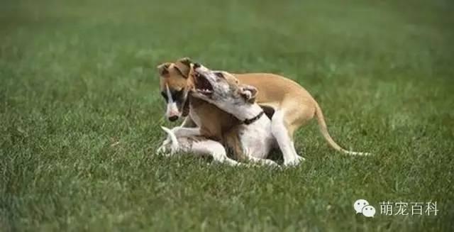关于惠比特犬的那些事儿。。。