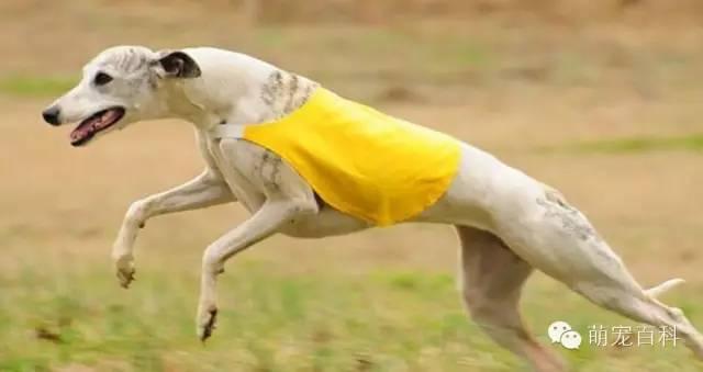 关于惠比特犬的那些事儿。。。