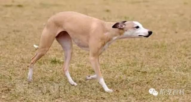 关于惠比特犬的那些事儿。。。