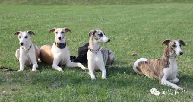 关于惠比特犬的那些事儿。。。