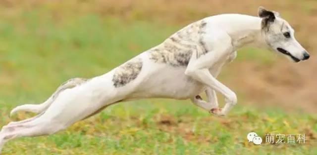 关于惠比特犬的那些事儿。。。