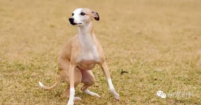 关于惠比特犬的那些事儿。。。