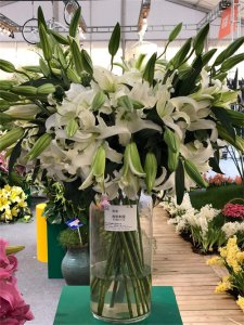 ​百合花种球种植