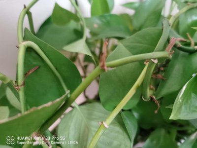 ​绿萝最爱这“4种”肥水，喝了之后叶子油亮，长得枝繁叶茂！