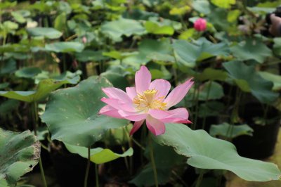 ​夏天的花有哪些
