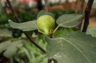 ​“无花果”剪个枝插土里，30天就生根，结的果子甜过蜜！