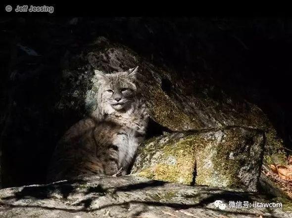 一种被称作猫的猞猁，只看标题试试能不能答对？
