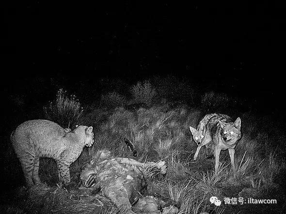 一种被称作猫的猞猁，只看标题试试能不能答对？