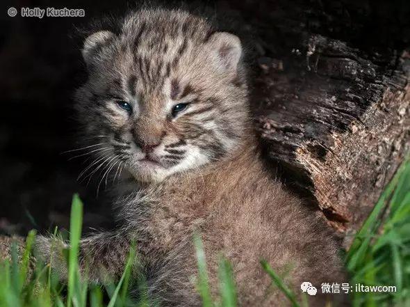 一种被称作猫的猞猁，只看标题试试能不能答对？
