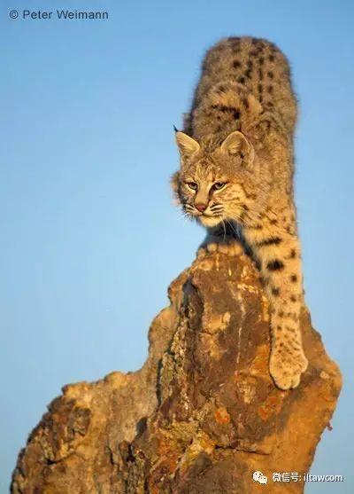 一种被称作猫的猞猁，只看标题试试能不能答对？