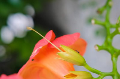 ​凌霄花秋天可以种活吗，如何种植