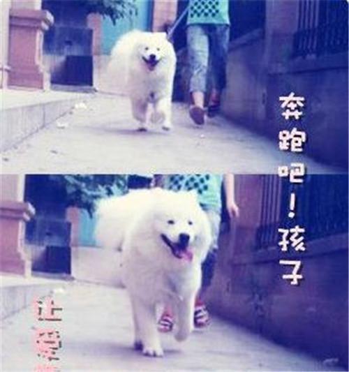 把萨摩带回家养一年后，我却悔得肠子都青了