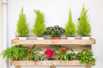​卧室适合放什么植物（八种植物招财又旺宅）