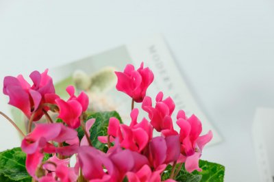 ​仙客来的花语及含义
