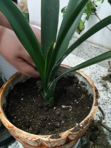 ​怎么样让君子兰快速开花？