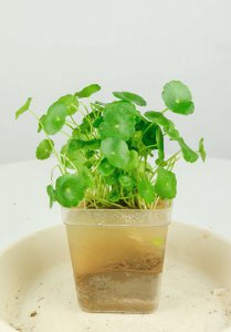 ​给“铜钱草”做这2个小动作，新叶长不停，1月就满盆