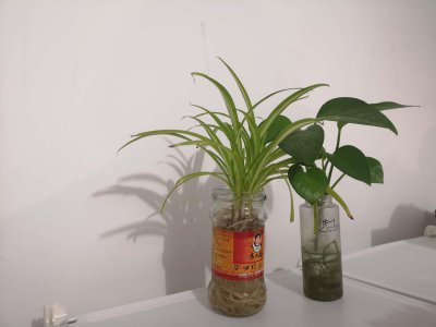 ​水培花卉营养液的配制
