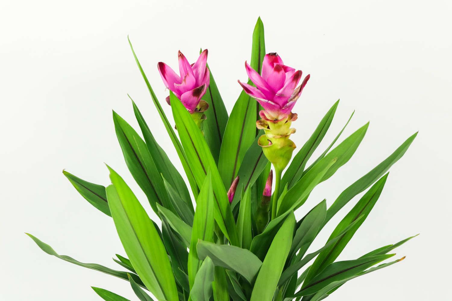 姜荷花