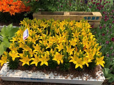 ​百合花的种植方法和管理