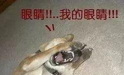 毁三观:这对双胞胎姐妹共享一个男友,还计划同时怀孕!