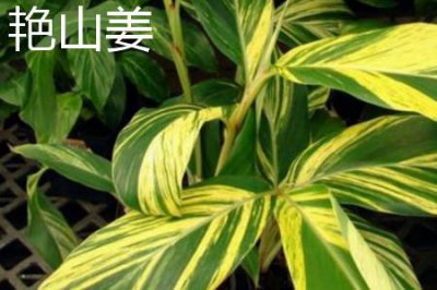 ​艳山姜和砂仁的区别