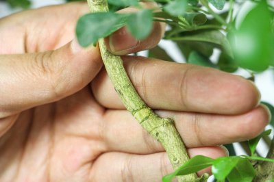 ​米兰是什么植物，米兰的花是什么样子的