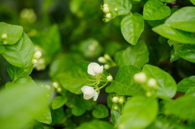 ​茉莉花的形状，茉莉花图片大全
