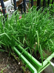 ​“4种菜”好吃好养，阳台露台种一盆，不停采摘，一家人都吃不完