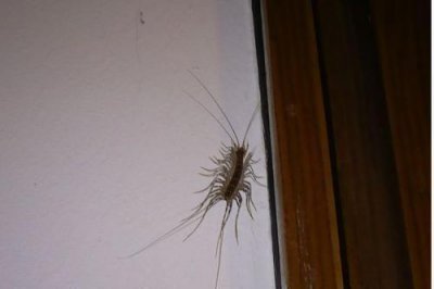 ​蚰蜒，真的会钻进人脑？专家：其实它惧怕人类
