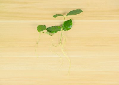 ​茉莉花可以在家养吗，茉莉花在家养注意什么