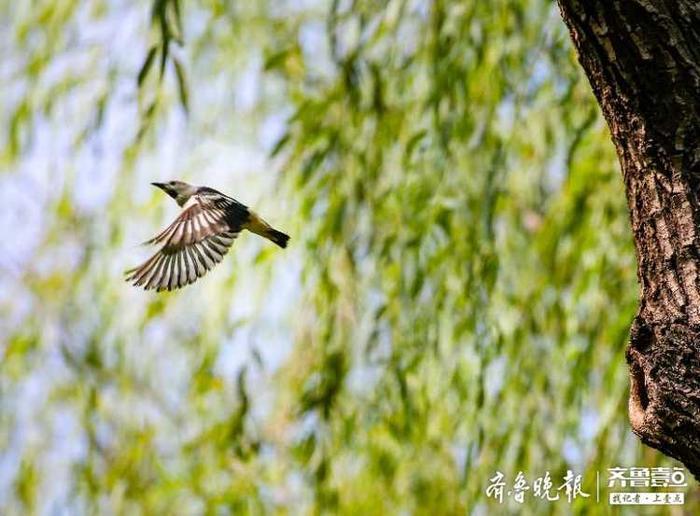 见过北椋鸟吗？长这样子