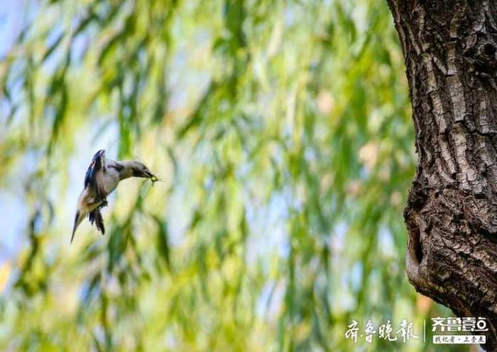 见过北椋鸟吗？长这样子