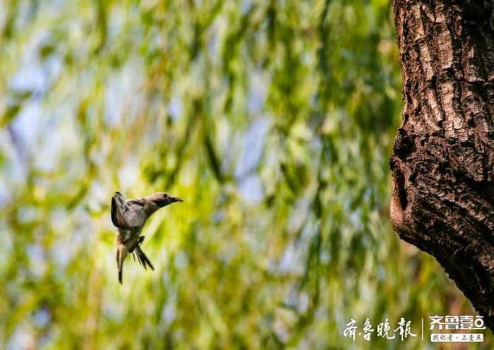见过北椋鸟吗？长这样子