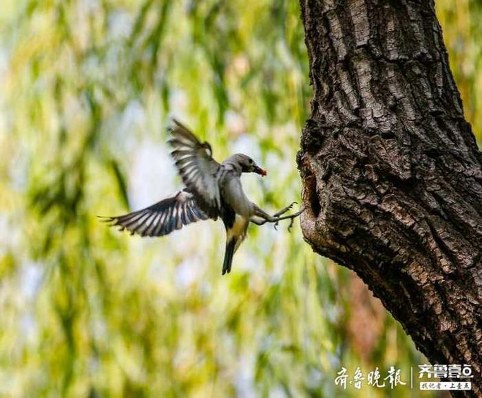 见过北椋鸟吗？长这样子