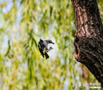 ​见过北椋鸟吗？长这样子