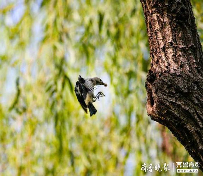 见过北椋鸟吗？长这样子