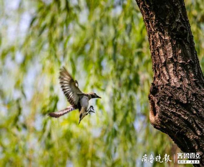 见过北椋鸟吗？长这样子