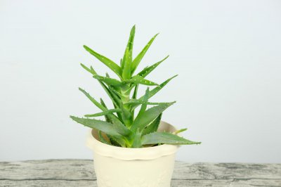 ​芦荟可以直接吃吗，小朋友能吃吗