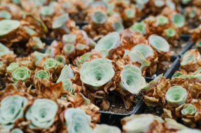 ​山地玫瑰的繁殖方法