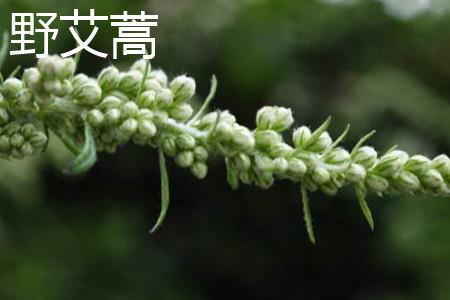 野艾蒿