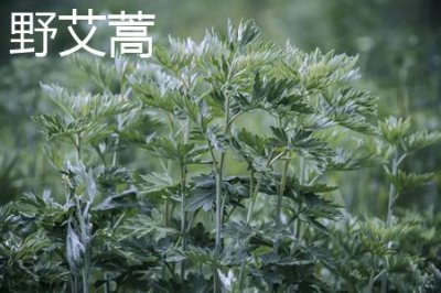 ​野艾蒿和艾草的区别