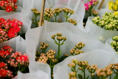 ​长寿花扦插