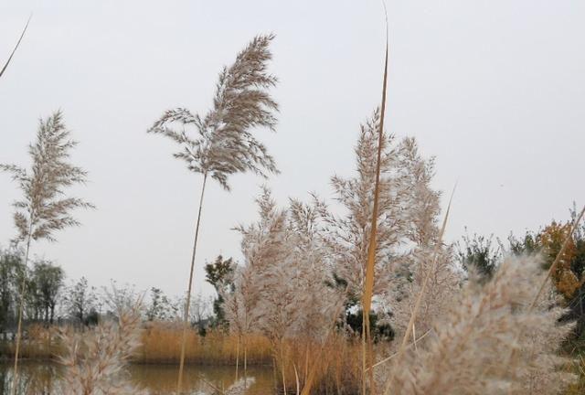 秋到龙泉湖湿地公园