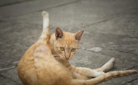 土猫和品种猫有何区别？为啥大家都喜欢外来猫？