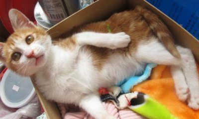 ​土猫和品种猫有何区别？为啥大家都喜欢外来猫？