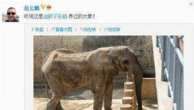 ​38岁孙越老婆曝光：两人是养大象的时候认识，悟空问答有话说！