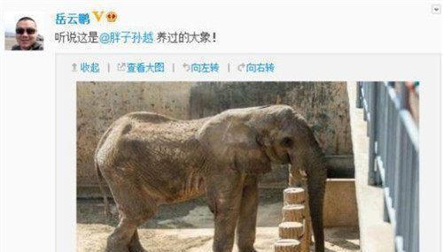 38岁孙越老婆曝光：两人是养大象的时候认识，悟空问答有话说！